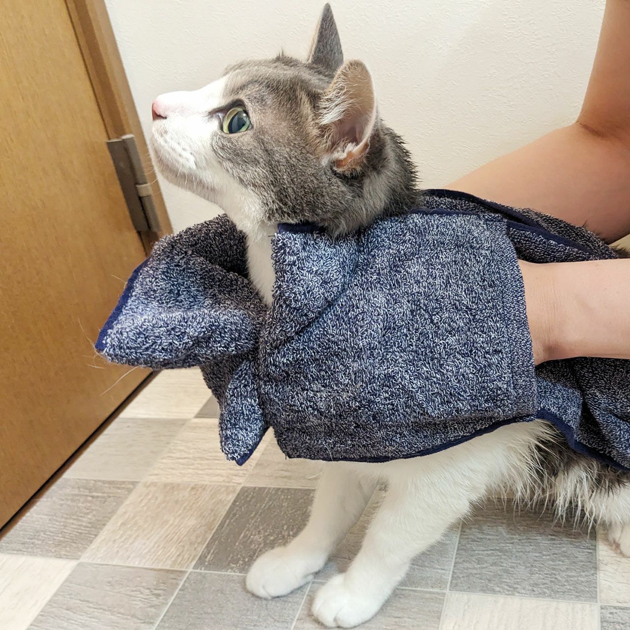 ペット用吸水タオル 8倍吸水 ミトン型 犬 猫 7FB 【ネコポスで送料無料
