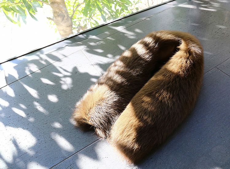 ファー マフラー レディース フォックス ブルーフォックス 毛皮 ファー